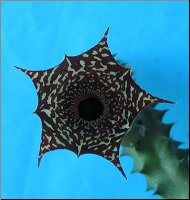 Huernia sp.2 